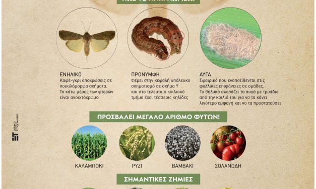 Τμήμα Ποιοτικού & Φυτοϋγειονομικού Ελέγχου Περιφέρειας Αττικής: Ενημερωτικό Φυλλάδιο και αφίσα για τον επιβλαβή οργανισμό προτεραιότητας Spodoptera frugiperda